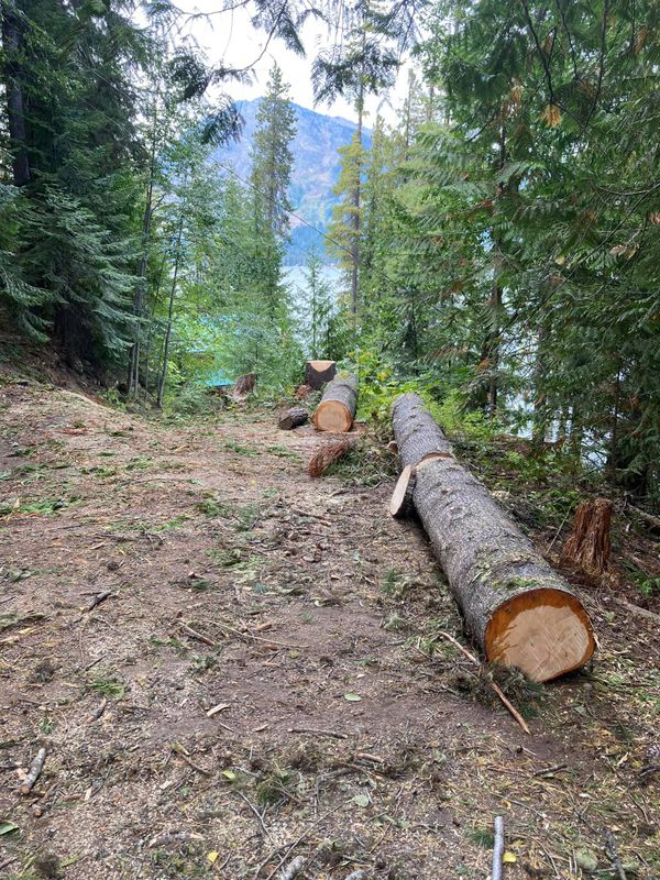 Tree Trimming and Removal