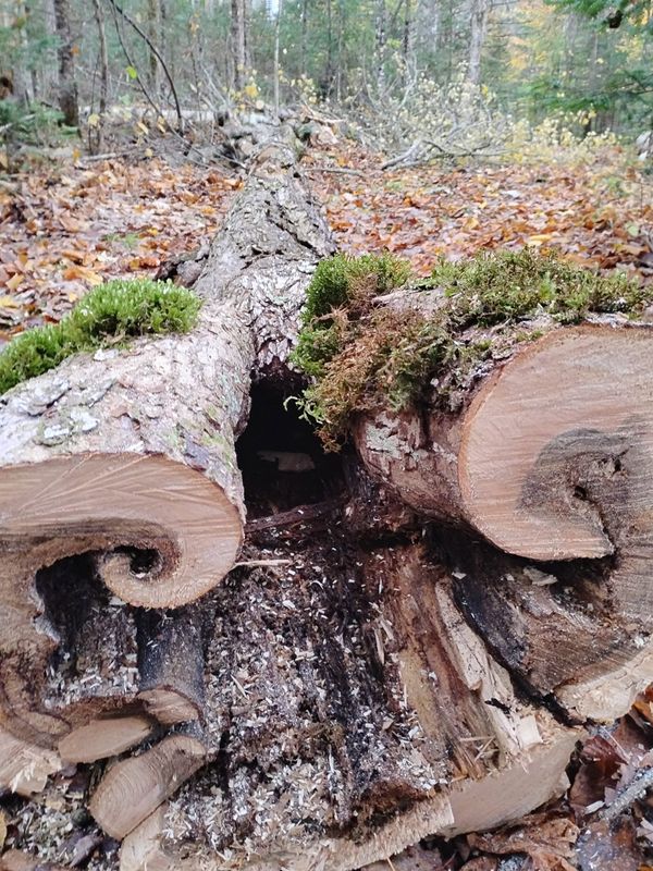 Tree Removal gallery