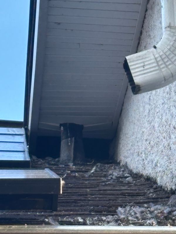Pigeon Control