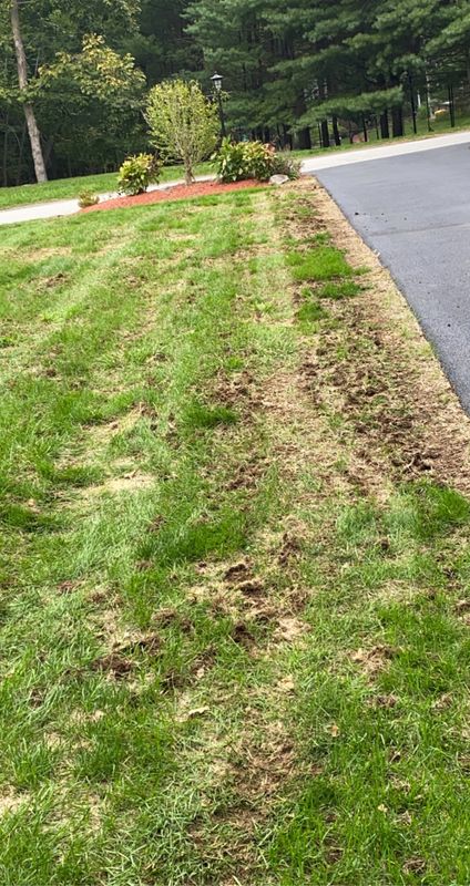 Lawn Aeration
