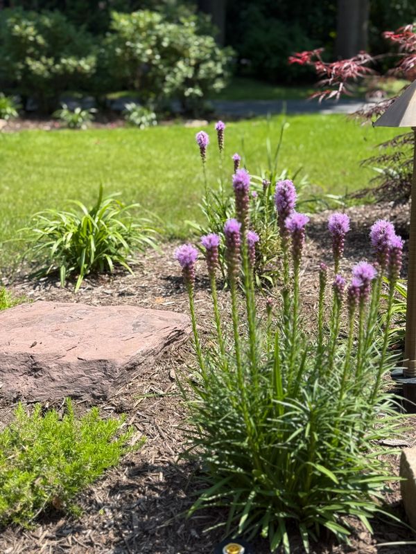 Softscaping