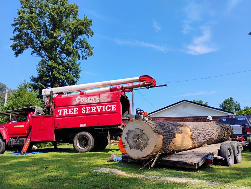 Tree Removal