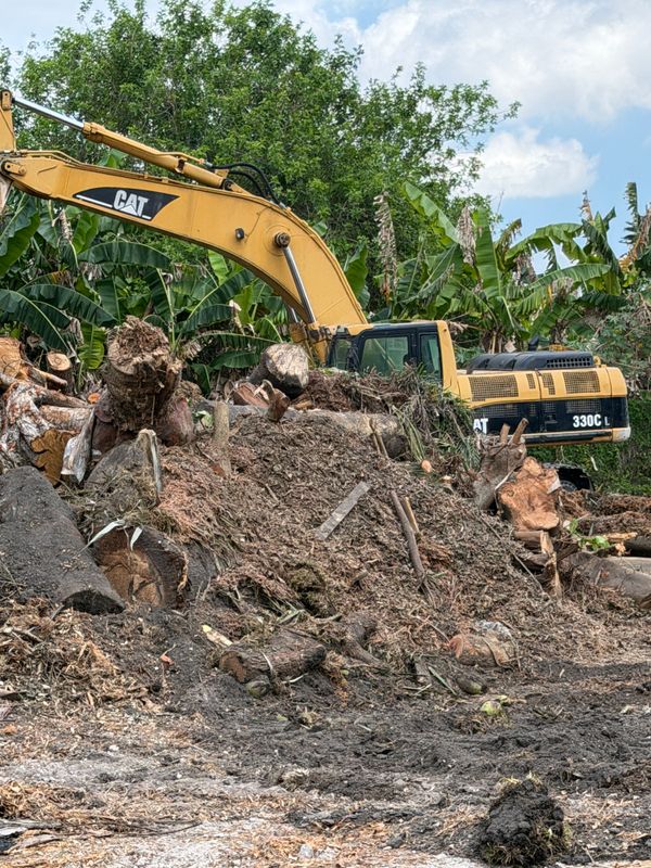 Tree Removal