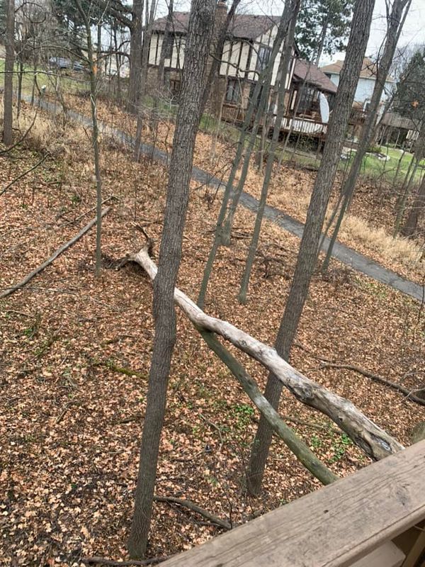 Tree Removal