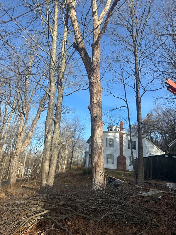 Tree Trimming