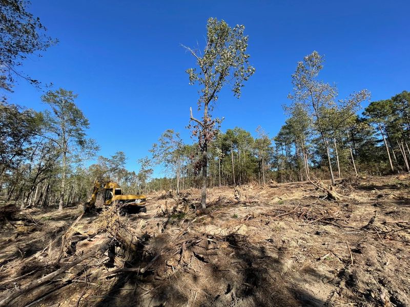Tree Removal