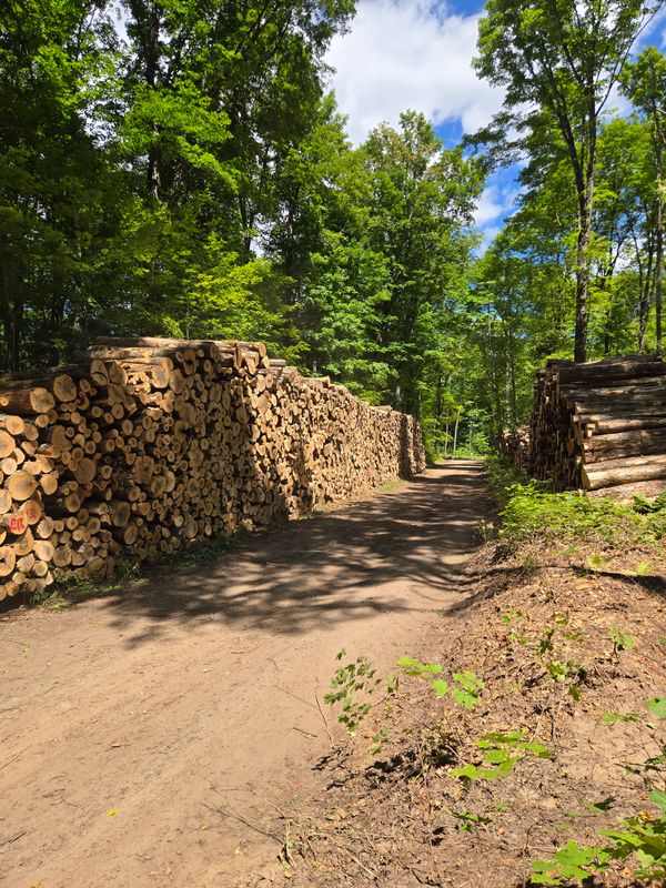 Timber Harvesting