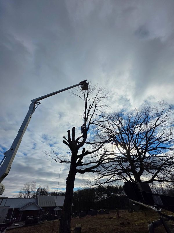 Tree Trimming & Removal