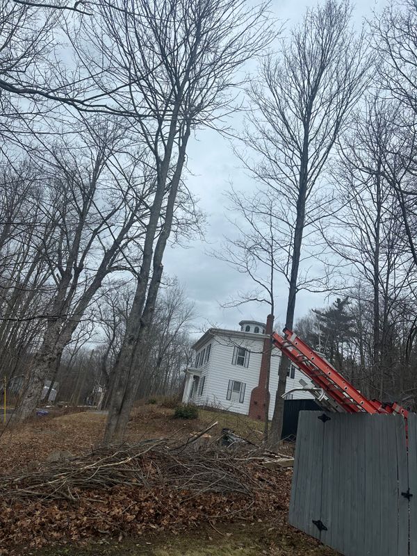 Tree Trimming