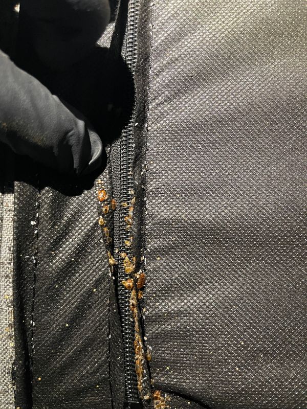 Bed Bugs gallery