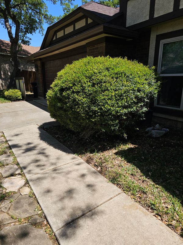 Shrub Trimming