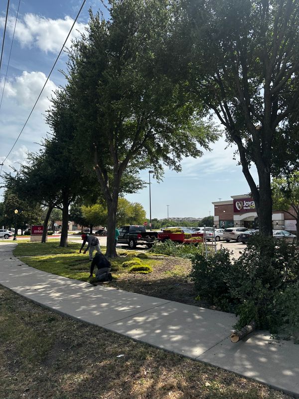 Tree Trimming