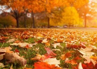 Fall Clean Up