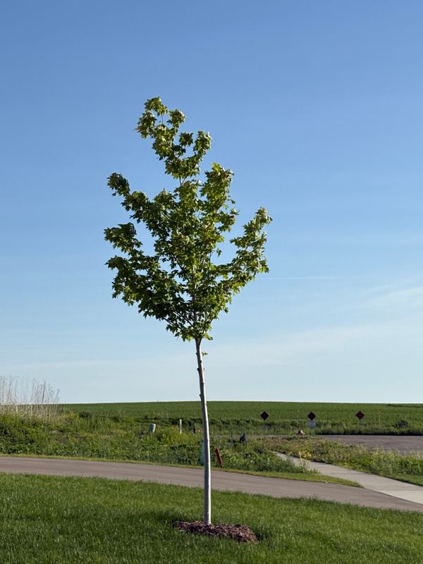 Tree and Shrub Care