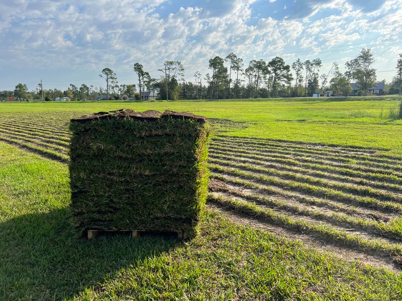 Sod installation