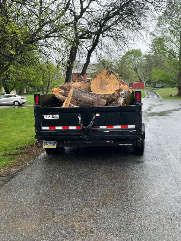 Tree Removal