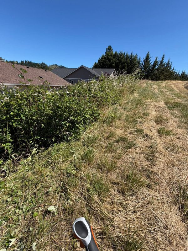 Brush Clearing