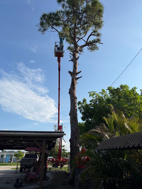 Tree Trimming