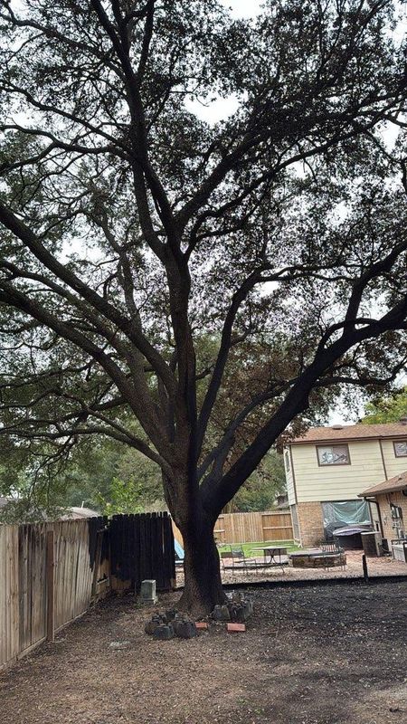 Tree Trimming