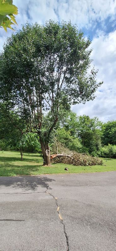 Tree Removal
