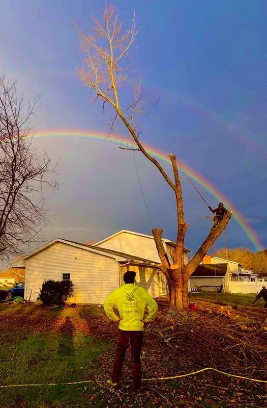 Tree Trimming