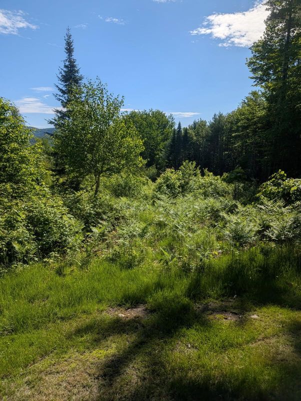 Brush Mowing And Forestry Mulching