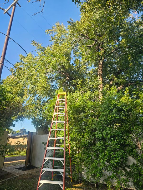 Elevate Your Landscape: Precision Tree Trimming Services