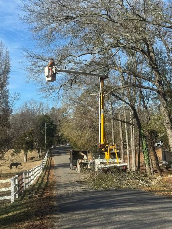 Tree Trimming