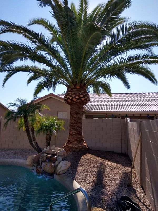 Trimming & Pruning Services
