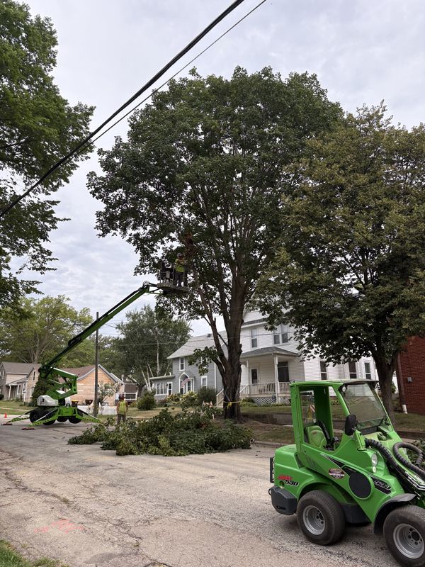 Tree Pruning & Trimming