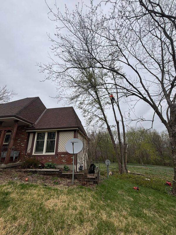Tree Removal gallery