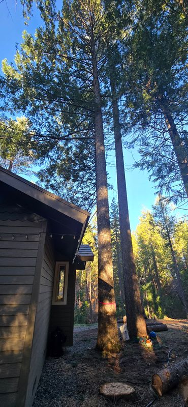 Hazardous Tree Services