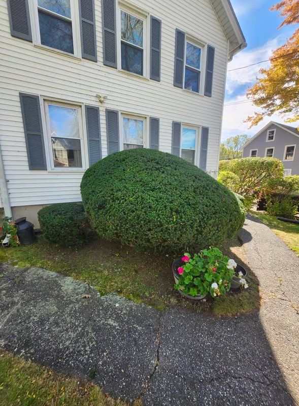 Shrub Trimming