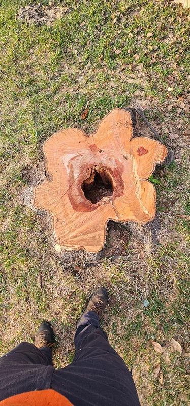 Tree Removal