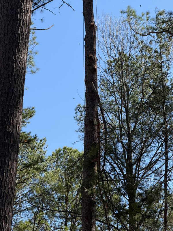 Tree Removal