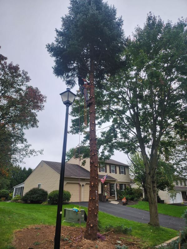 Tree Removal gallery