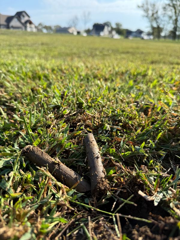 Lawn Aeration & Overseeding