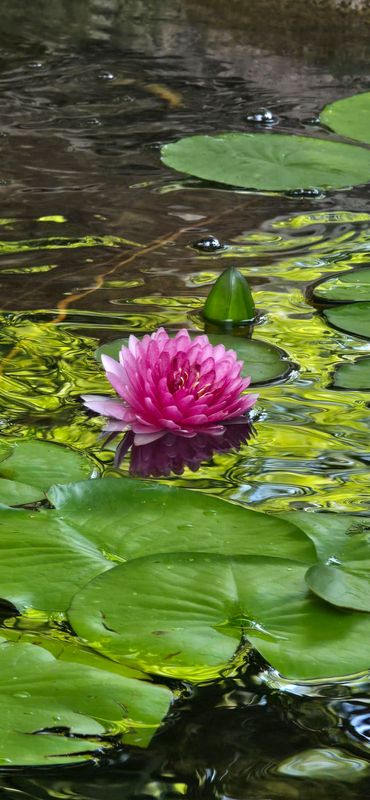 Ecosystem Ponds