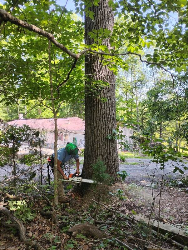 Tree Removal gallery