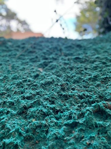 Hydroseeding