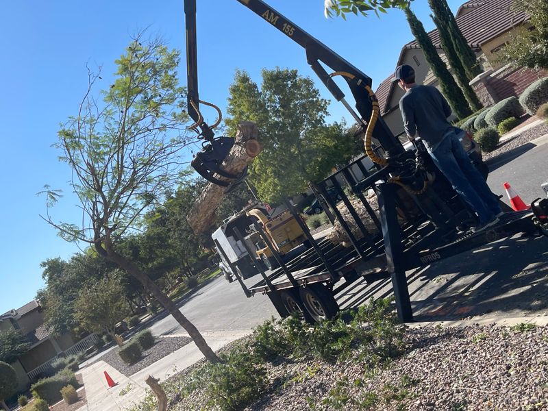 Sissoo Tree Removal