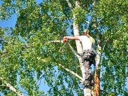 Emergency Tree Services