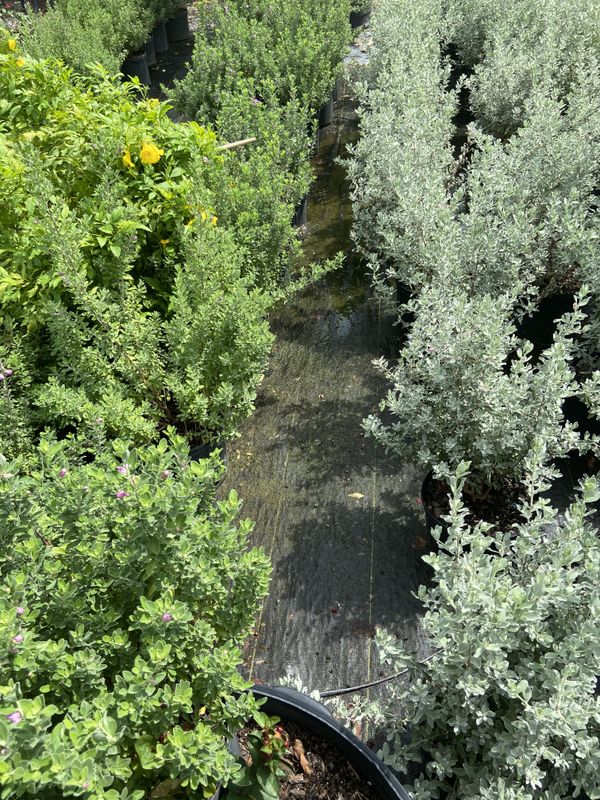 Landscape Installation