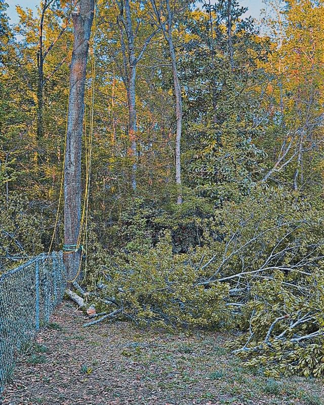 Tree Removal