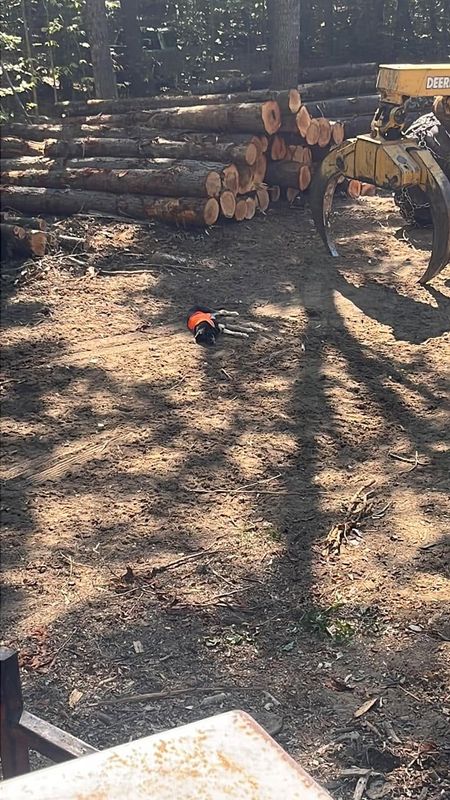 Logging