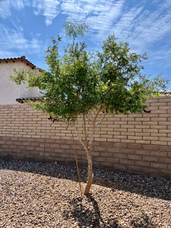 Tree & Shrub Care