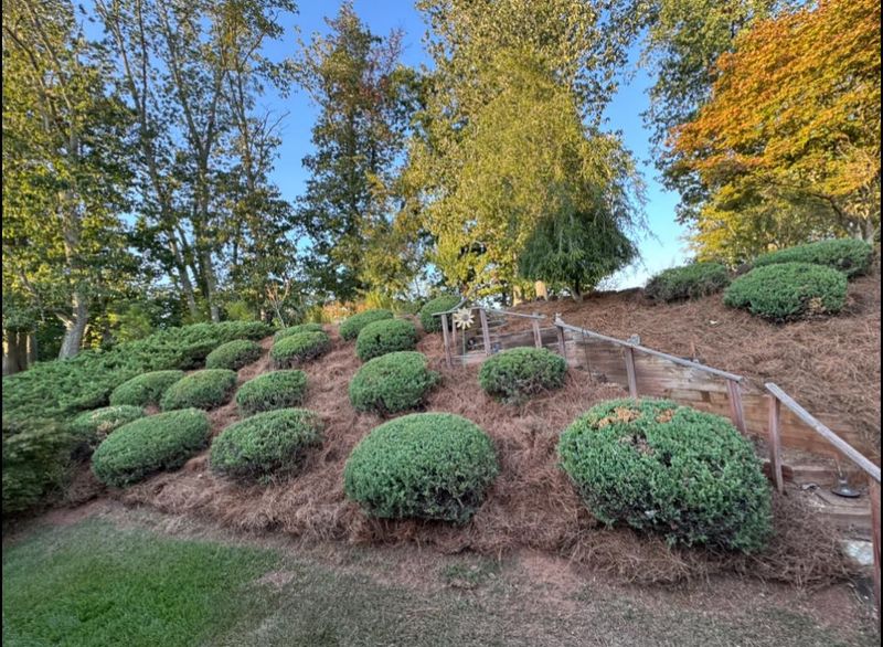 Mulch Installation