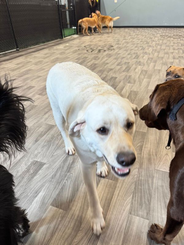 Open Play Daycare
