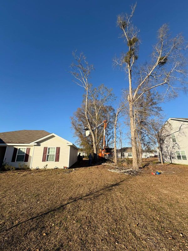 Tree Trimming