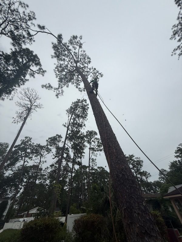 Tree Trimming and Removal